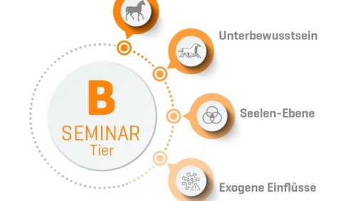 Organetik Tier Seminar B