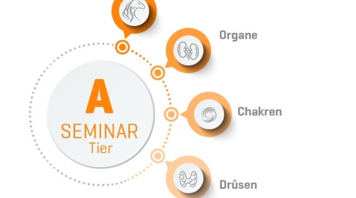 Organetik Tier Seminar A